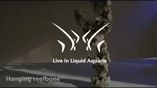 DIY Floating/Reefbone Aquascape tutorial, Easy hanging branch, for your Reeftank