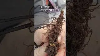 Potting up bare root maidenhair ferns #chill #gardening #nativeplants