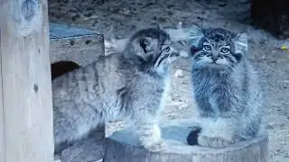 The kittens of Manul have played out, there is no stopping them  We are watching Relaxation