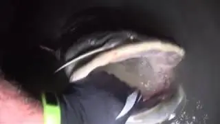 Andy`s Wallercamp - Waller 204cm - Fight in the Night