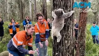 Conservationists re-introduce Australia's first disease-free koala population