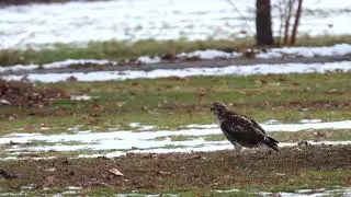Red-tailed Hawk with frozen squirrel tail