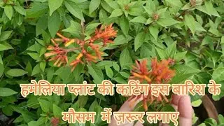 Hamelia plant fire bush plant ki pori jankari || mansoon ke mausam main cutting kaise lagye💐