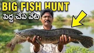 KVR Village fish hunting ll fishier men Catching Snakehead Fishing ll Video 