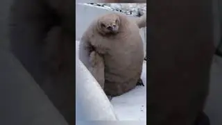 Funny penguin video #50😍😍  #ytshorts #funny #funnyanimals #shortvideo #shorts #youtubeshorts