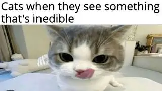 Cat Memes