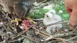Dreiergelege eines  Habichts - Brutverhalten und F&uuml;tterung einer Naturbrut, Teil I