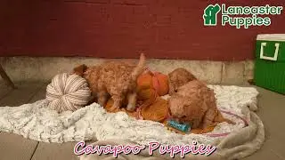 Adorable Cavapoo Puppies