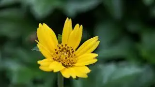 Test Apexel 100mm Macro lens