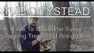 Maple Syrup Time, Tapping Trees and Boiling Sap | Michigan | The Citystead