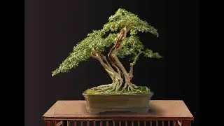 Honeysuckle Bonsai Specimen #9