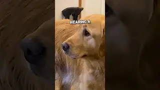Милая причина, по которой эта собака не может перестать плакать💕