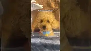 Pet hand-painted glass painting customization 🖼️ 
