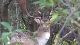 Eyra Moon - A Message from Deer - Animal Teachers