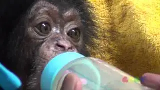 아기 침팬지 ( Baby Chimp Feeding Time )