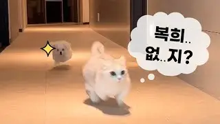 우리집에 스파이가 있다!!!!!(강아지와 고양이의 좌충우돌 합사 이야기)