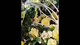 #bizarre #insect bizarres Insekt #nice #crazy #video #shorts #videos #wow #viralshorts #viralvideo o
