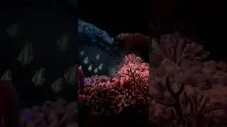 SEAS with NEMO + FRIENDS | EPCOT RIDES | WALT DISNEY WORLD FLORIDA #waltdisneyworld