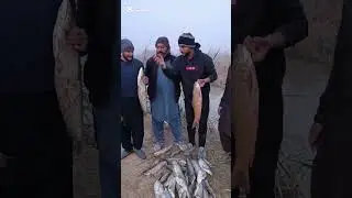 Net Fishing Video Cat fish Catch And Carp Fish Catching bast fishing,