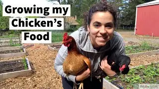How to Grow A Years Worth of Greens for My Chickens | Talking Seed Costs