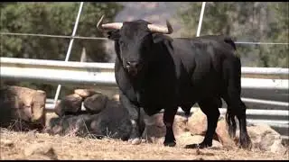 Fiestas del Tabaco y el Pimiento 2022 en Jaraíz de la Vera - LOS TOROS - 12, 13, 14, y 15 de agosto
