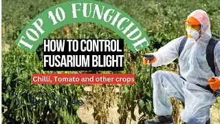 Effective Synthetic Fungicides list  for Managing Fusarium Blight wilt in Chili, tomato and other