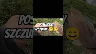 Posłuszny Szczupak #wędkarstwo #fishing #ryby #spinning #funny #natural #natura #new #rolka