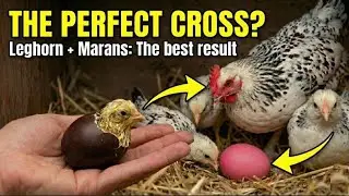 ​DON'T CROSS YOUR BIRDS UNTIL YOU WATCH THIS! Leghorn + Marans: The Best Result.