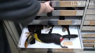 Los cajones del Museo de Ciencias Naturales