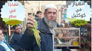 ارتفاع اسعار العصافير الزيبرا واختفاء عصافير الكوكتيل من السوق
