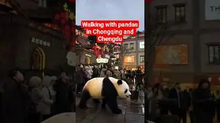 Walking with pandas in Chongqing and Chendgu