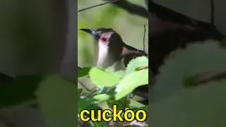 Cuckoo 🤪😜 #birds #wildanimalsounds #wildanimals #birdsvideos #wildlife #4k #Recoadwildanimalssounds