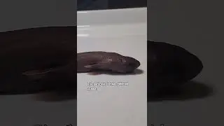 Here are some fin-tastic Cookiecutter SHARK #facts #shorts #SharkWeek  #sharks #nature