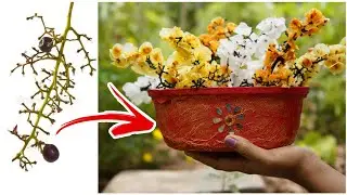 മുന്തിരി കഴിക്കുമ്പോൾ ഇനി തണ്ട് പോലും കളയല്ലേ | Easy grape stem craft  malayalam | DayDreamer Merin