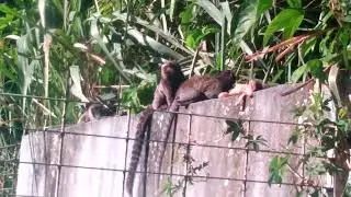 sagui chamando 🙉