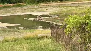 Visiting the Abandoned Five Mile Point Speedway 7/19/25