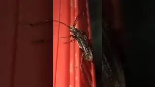 Arthropod appendage movements 🤏
