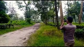 Nonai para tea garden elephants wild in ❤❤🌅
