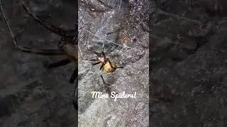 Underground Mine Spiders #urbex #underground #mines #urbanexploration