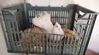 Pigeon Life Cycle/ How baby pigeons grow up 🐣❤️🕊️
