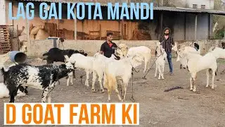 D Goat Farm Ki Kota Mandi Palo Ya Qurbani Karo Ek Se Ek Jabardast Kote Bhiwandi Mahapoli