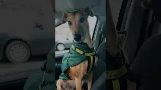 Pet Friends 2018 - North Devon, UK 🇬🇧 - BritishGirlExplores #BGEsquad