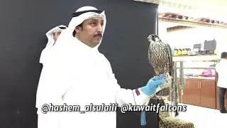 مركز هاشم الصليلي للصقور مزاد فرخ شاهين على غراب بكوخ 9500 دينار