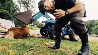 Butchering a Cow - For the 1st Time