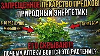Эту «Священную Траву» СКРЫВАЛИ Веками! Заменяет ГОРУ Таблеток!
