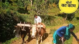 रात में भी करने होते हैं इतने सारे काम, इतना आसान नहीं है पहाड़ी जीवन | Pahadi lifestyle vlog 