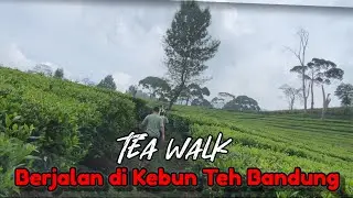 Begitu Sejuk, berjalan di kebun teh Bandung | Tea Walk