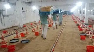Poultry Broiler chicks arrival in EC house | 28000 chicks feeding and brooding | how to raise chicks
