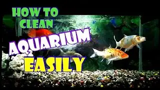 how to clean aquarium , how to clean aquarium glass , aquarium cleaning video