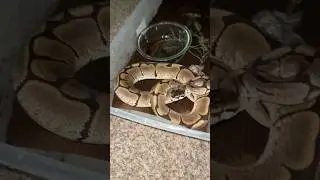How to handle a your aggressive snake part 3 : &ldquo;Hallow&rdquo; this time while spot cleaning #snakelife